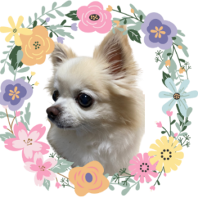 天国の愛犬がくれた母へのメッセージ